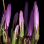 Cleome Cleome