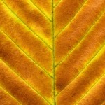 Orange Leaf Orange Leaf