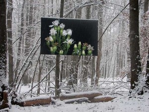 White Flowers in winter