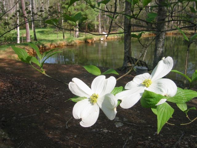 Frog Pond in Spring