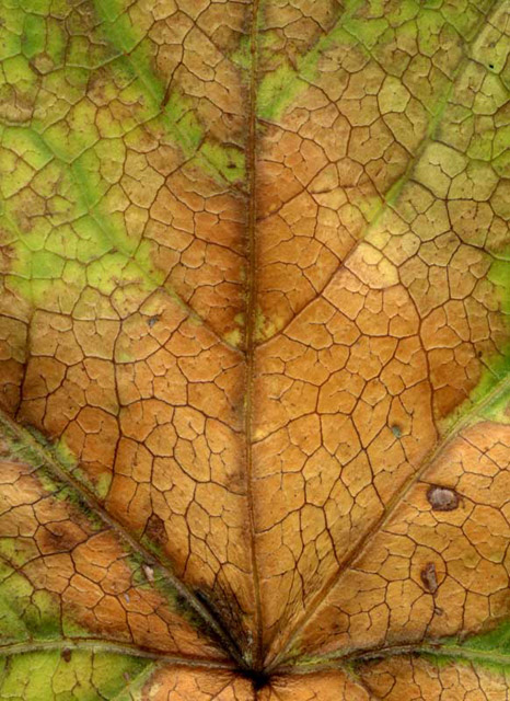 Leaf after Monet