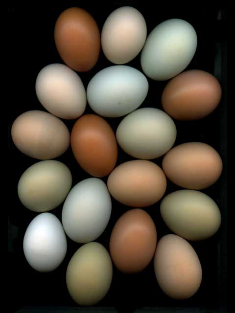 Eggs #14