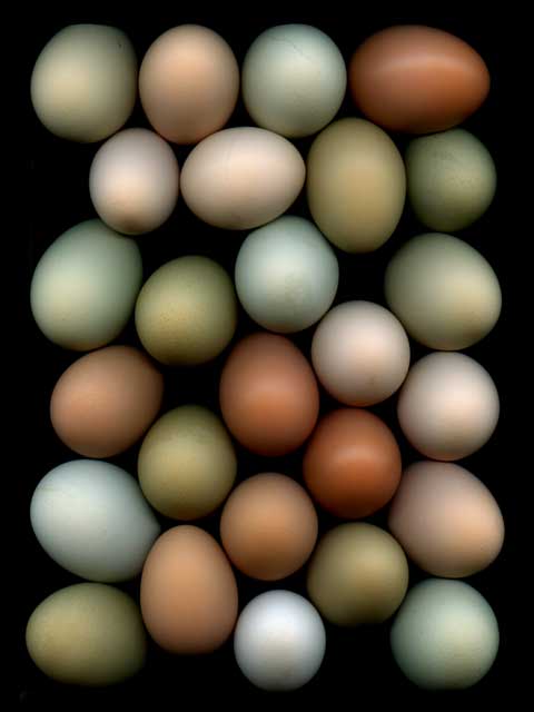 Eggs #4