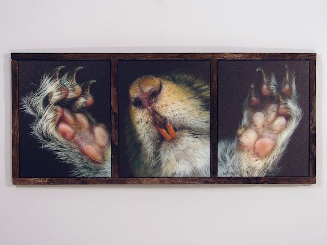 Squirrel (triptych)